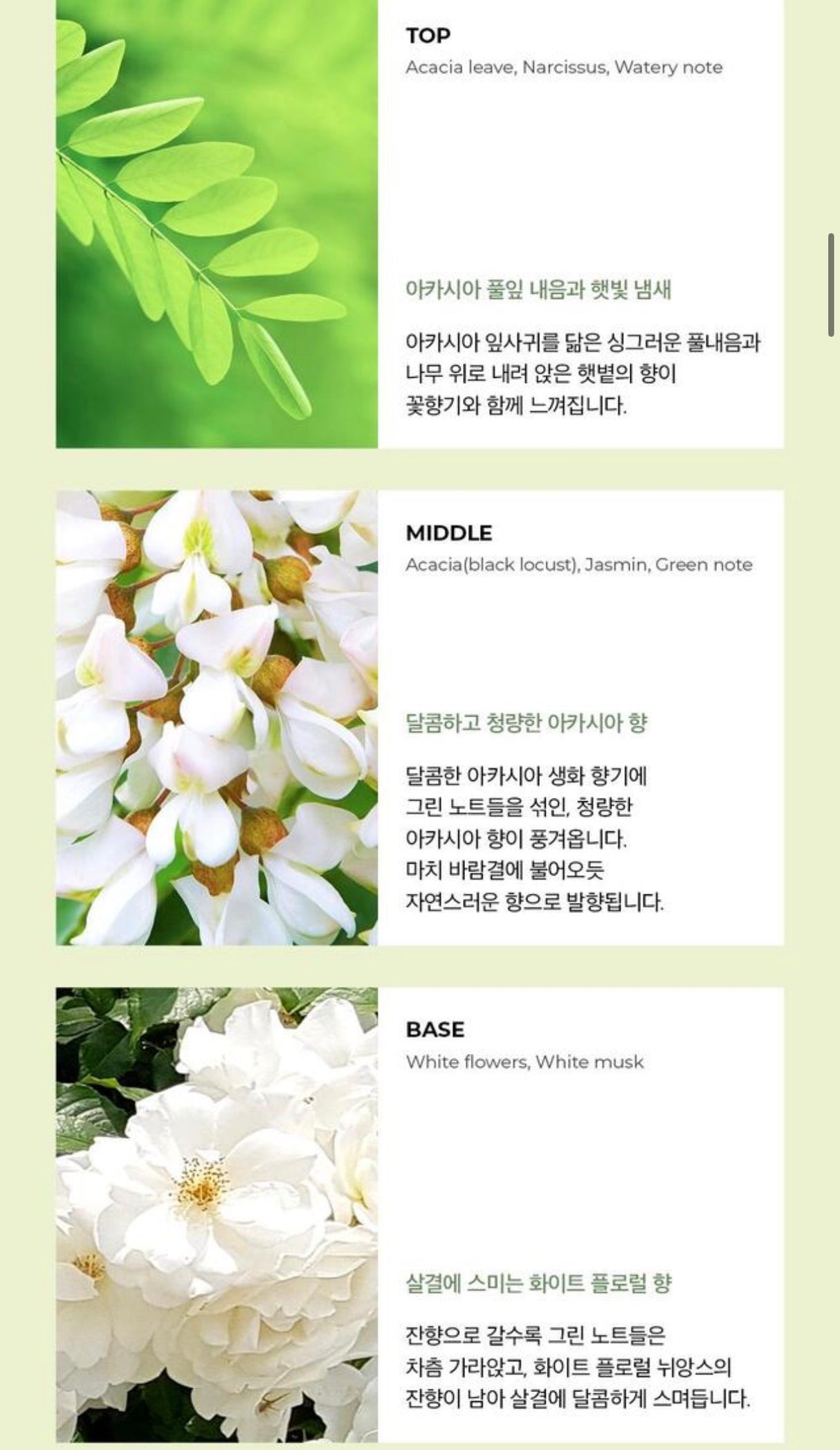 Schema della piramide olfattiva del profumo Lying Acacia con note di testa foglie di acacia, narciso e accordi acquatici, cuore di gelsomino e acacia, fondo di fiori bianchi e muschio bianco.
